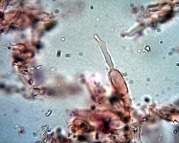 Corticiacea da determinare (Hyphodontia juniperi)